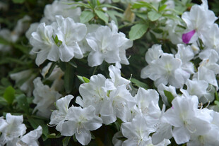 洁白杜鹃花绽放