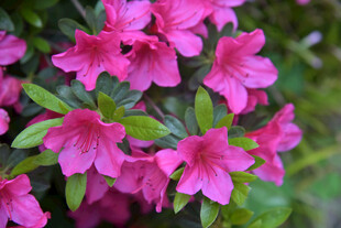 娇艳盛开的粉红色杜鹃花