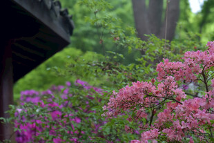 古亭旁盛开的绚烂粉花