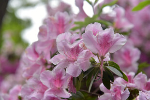 粉色烂漫杜鹃花绽放