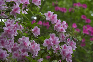 粉色烂漫杜鹃花绽放