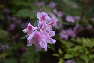 娇艳粉色小花绽放