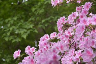 盛开的粉色杜鹃花