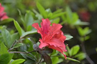 娇艳红杜鹃绽放绿叶间