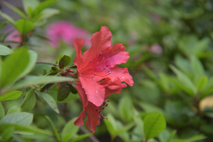 娇艳红杜鹃绽放绿叶间