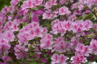 盛开的粉色杜鹃花