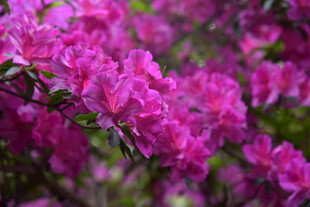 盛开的艳丽粉色杜鹃花