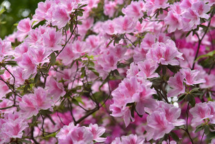 粉色烂漫杜鹃花绽放