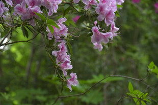 枝头绽放的粉嫩杜鹃花