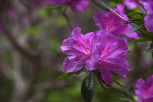 娇艳绽放的紫色杜鹃花