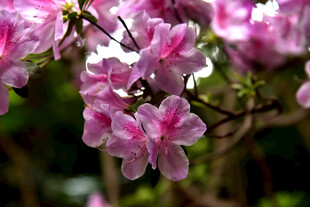 娇艳粉色杜鹃花绽放