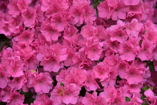 粉色烂漫杜鹃花