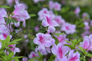 粉紫杜鹃花绽放