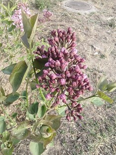 紫色簇状花卉特写