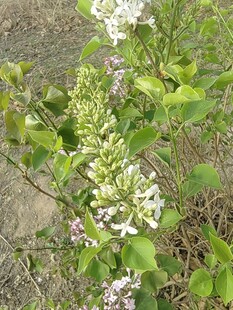 绽放的紫丁香花丛