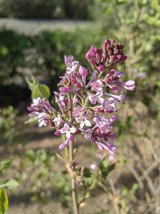 紫色花卉特写