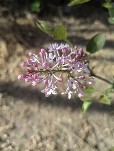 绽放的粉紫色美丽花朵