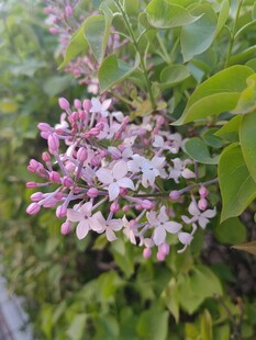 淡紫丁香绽放绿叶间