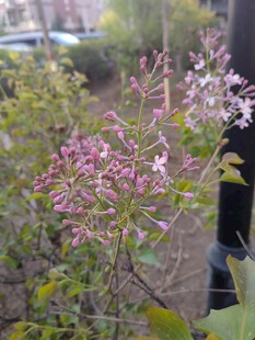 粉色花朵植物特写