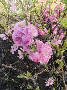 春日绽放的娇艳粉色花朵