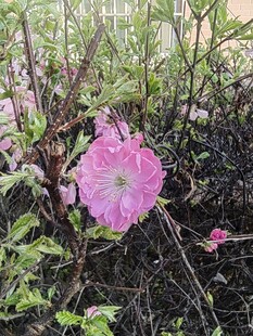 粉色牵牛花绽放于绿植间