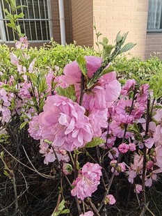 粉色烂漫花朵绽放