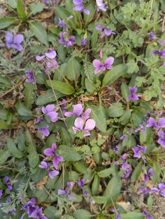 丁香花