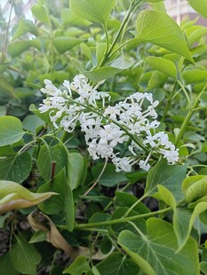 丁香花