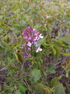 丁香花
