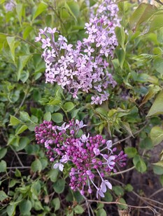 丁香花
