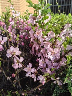 绽放的粉紫色花卉景观