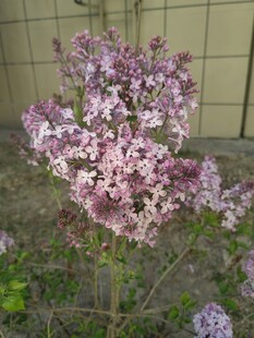 绽放的紫色丁香花