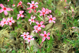 粉色小花绽放于草丛间