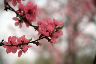 枝头绽放的娇艳粉色桃花
