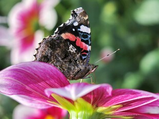 彩蝶停驻娇艳花朵