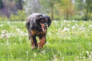 草地中奔跑的可爱狗狗