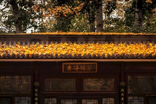 秋日屋顶覆满金黄树叶