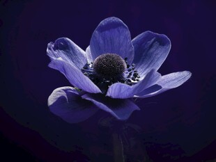 紫色银莲花特写