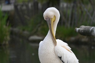 白鹈鹕低头姿态特写