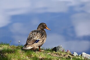 草地上的单只鸭子