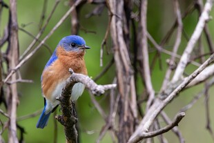 蓝羽小鸟栖于枝间