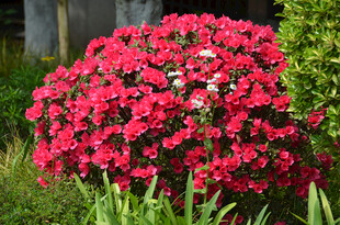 杜鹃花