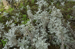 银叶菊 雪叶菊 