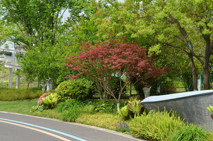路边多彩绿植景观