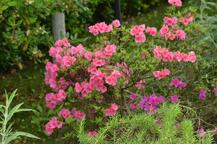 盛开的粉色花丛