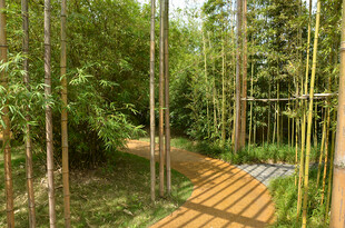 林间木质小径 自然之景