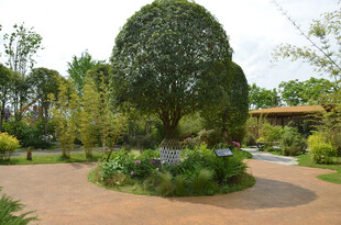 园林景观中的精致球形绿植