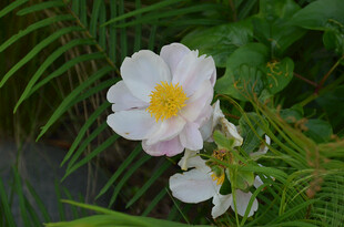 白色芍药绽放于绿叶间