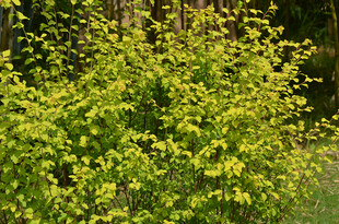 翠绿灌木生机满满