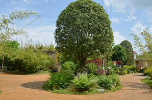 园林景观中的球形绿植